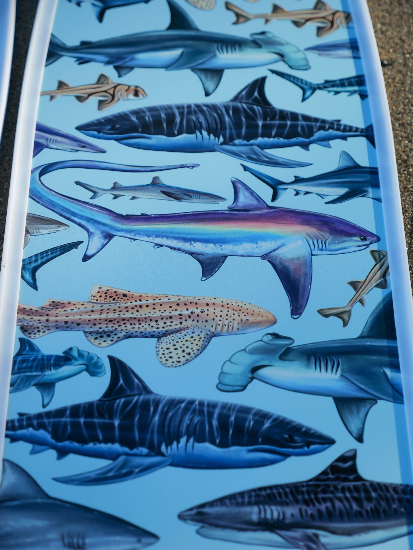 WHITE SHARK FREEDIVING FINS