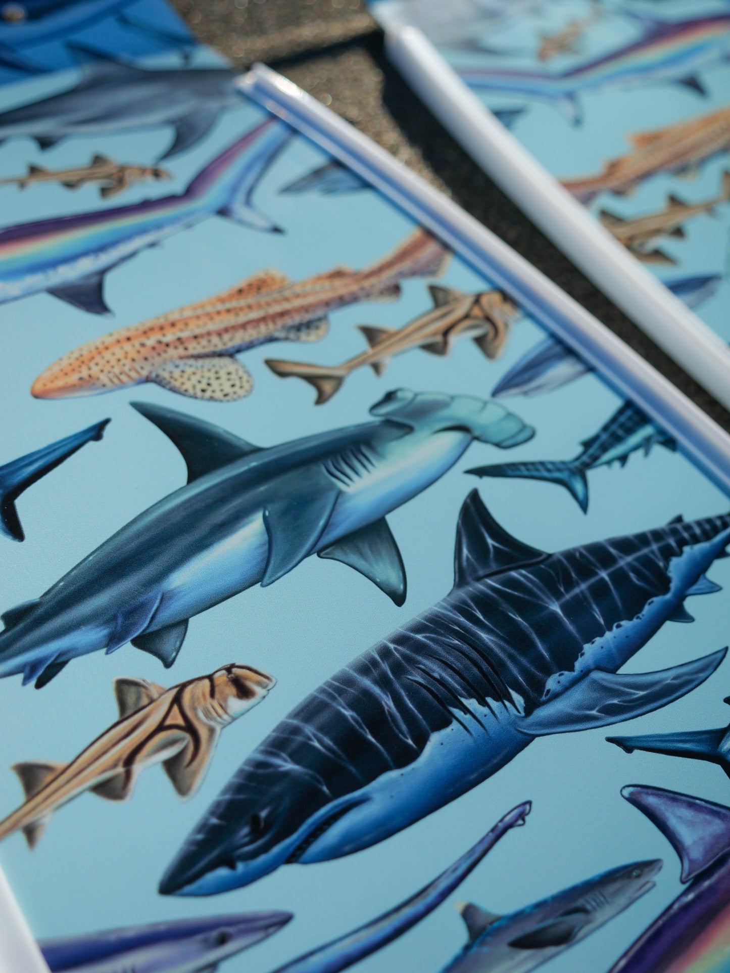 WHITE SHARK FREEDIVING FINS