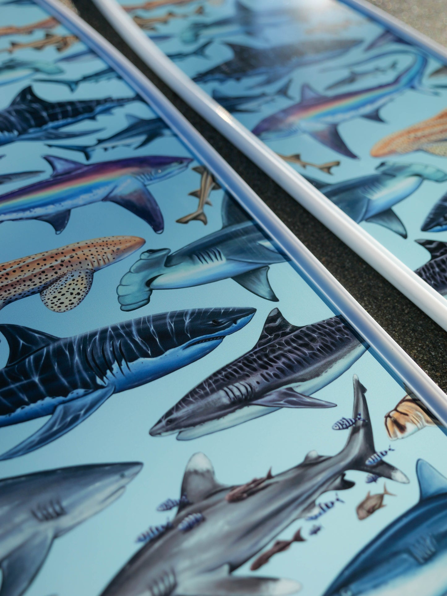 WHITE SHARK FREEDIVING FINS