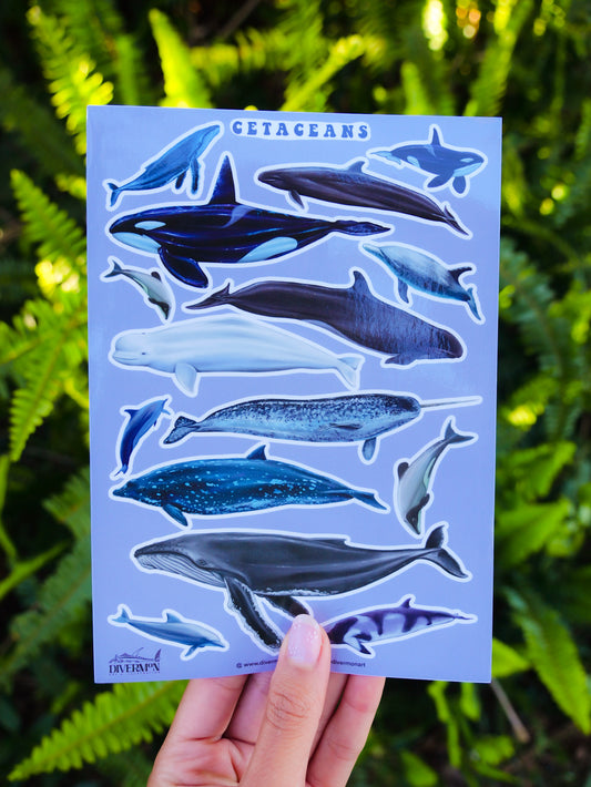 CETACEANS sticker sheet