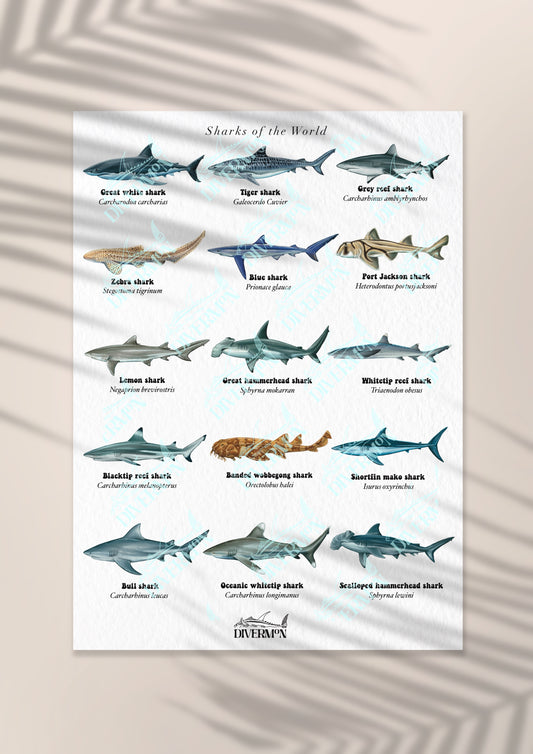 SHARKS OF THE WORLD PRINT