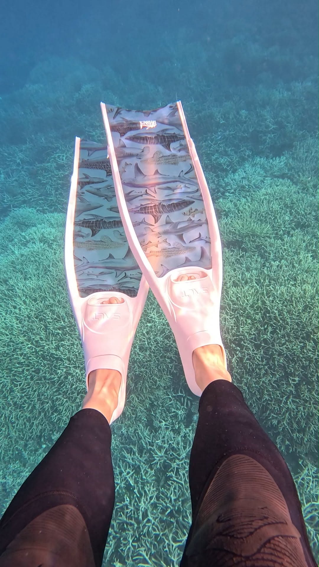 Short fins shark white