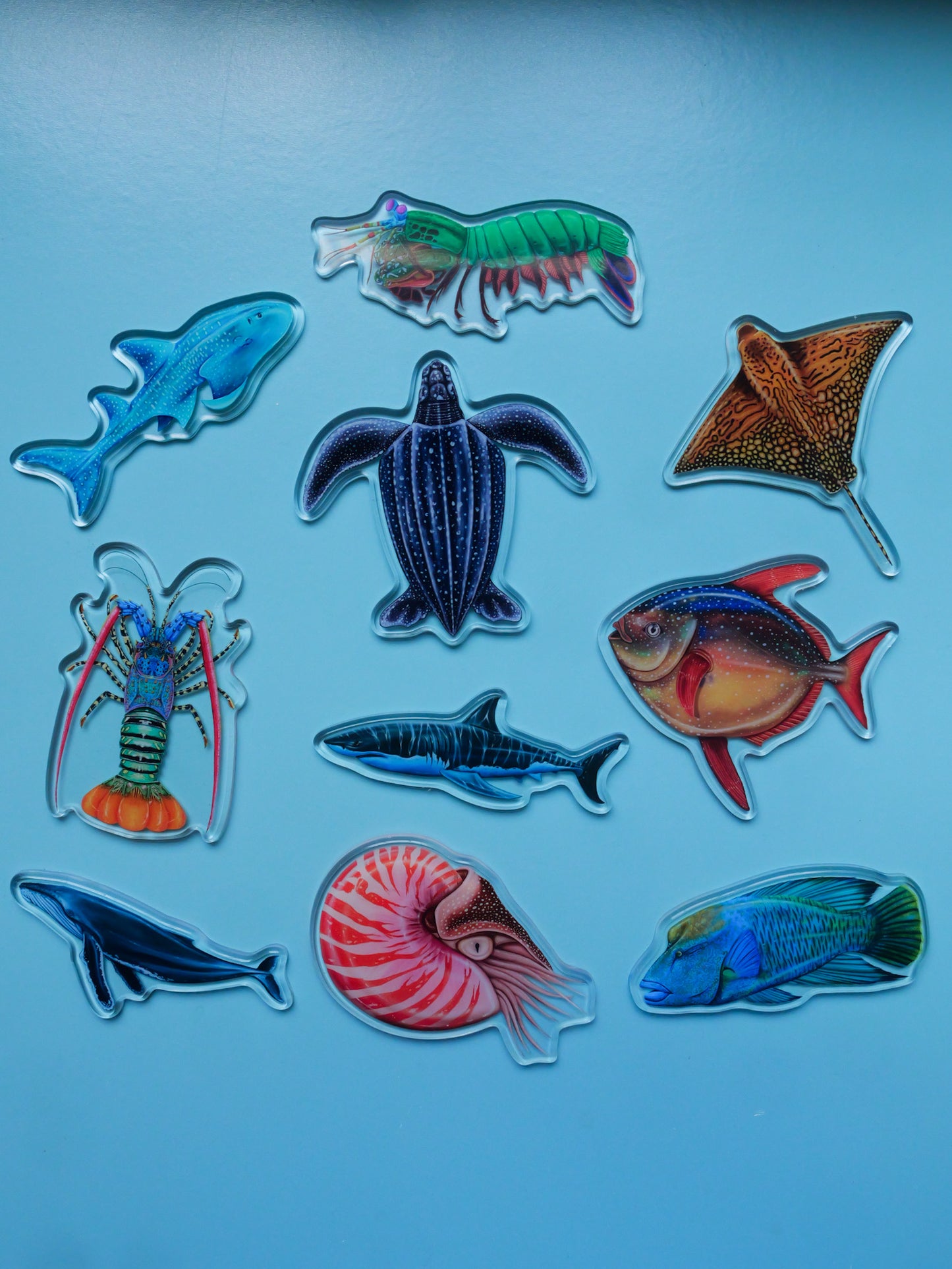 Collection of colorful sea creature fridge magnets on a light blue background