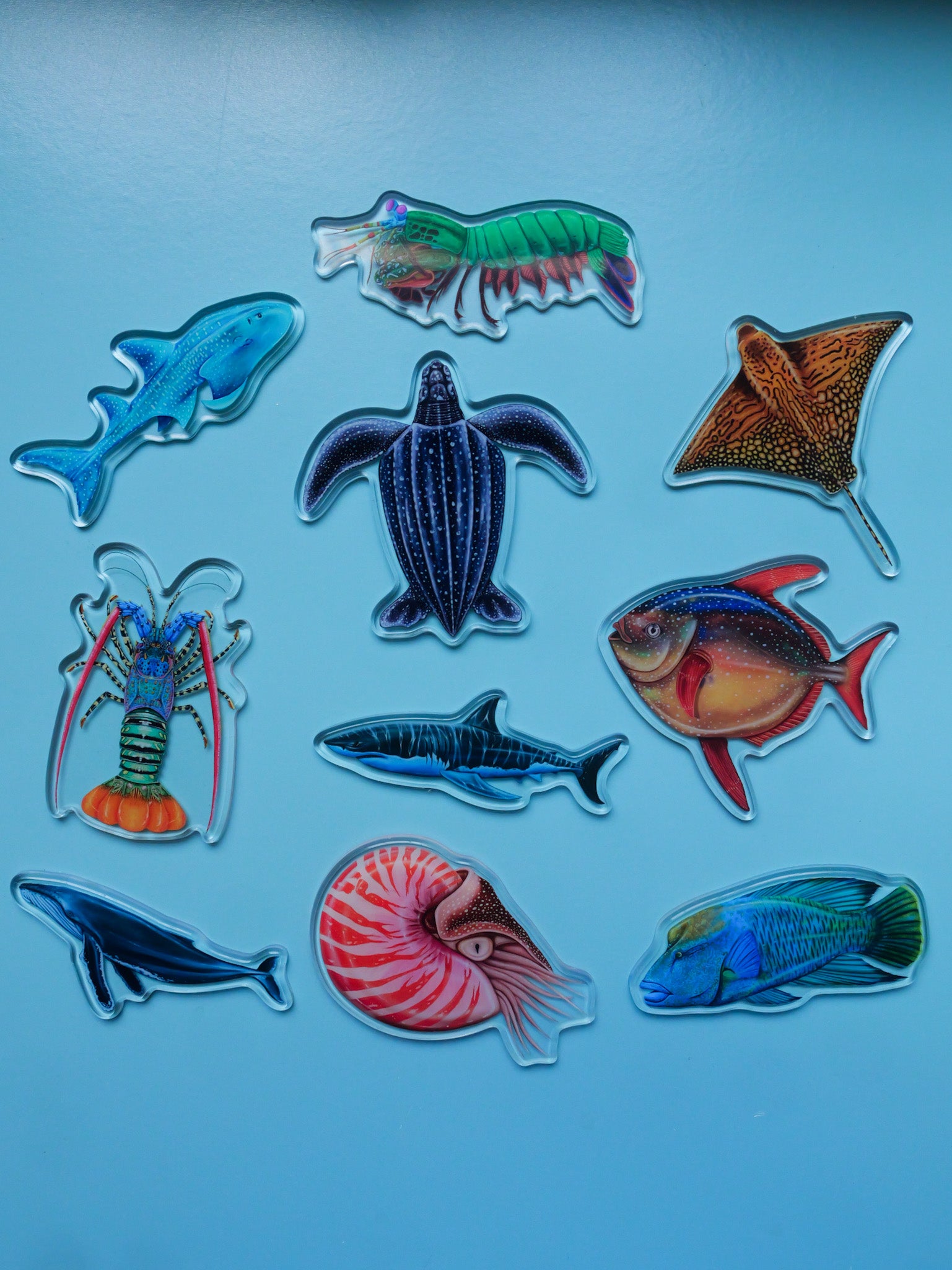 Collection of colorful sea creature fridge magnets on a light blue background