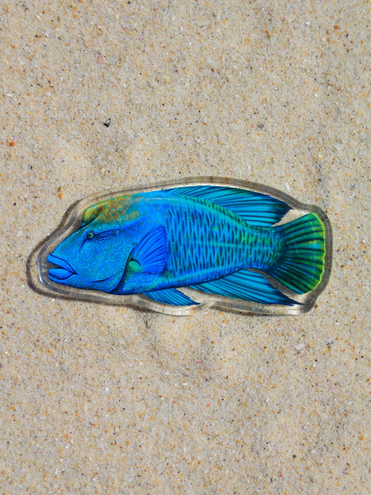 MĀORI WRASSE FRIDGE MAGNET