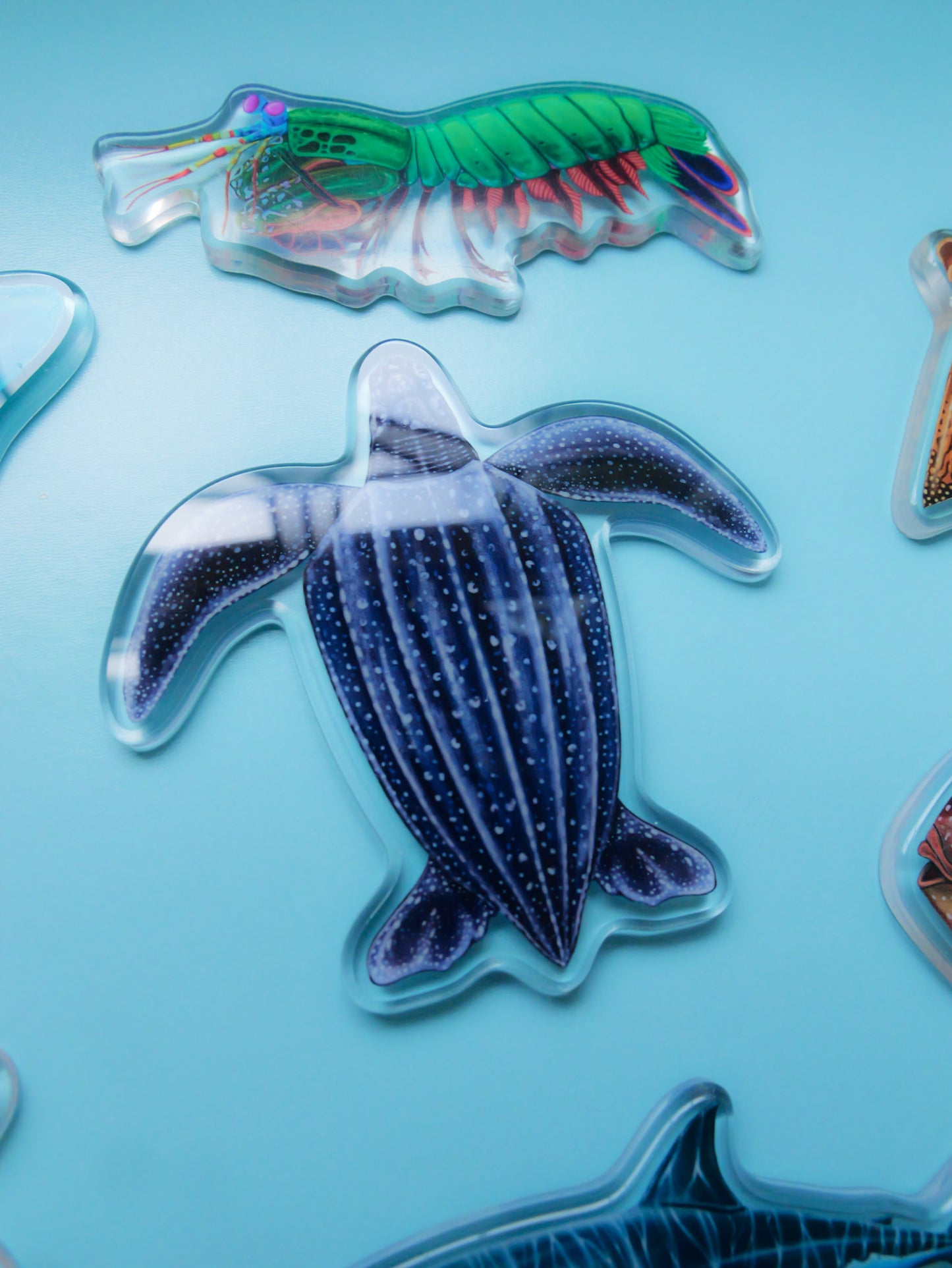 Leatherback Turtle fridge magnet held by hand Divermon Art ocean print