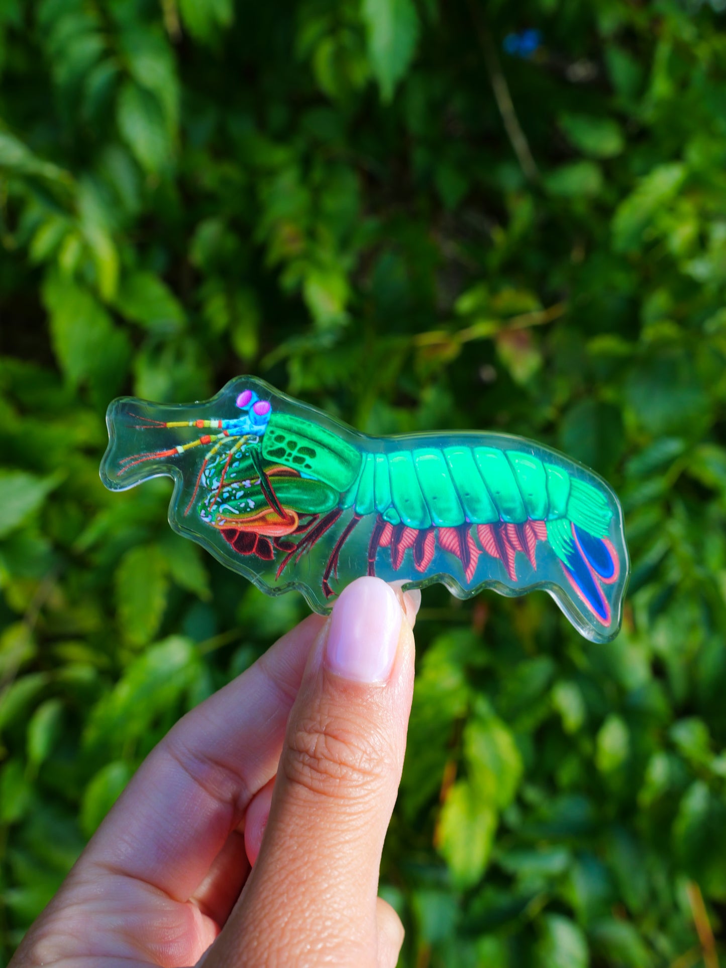 MANTIS SHRIMP FRIDGE MAGNET