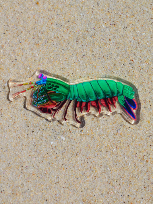 MANTIS SHRIMP FRIDGE MAGNET