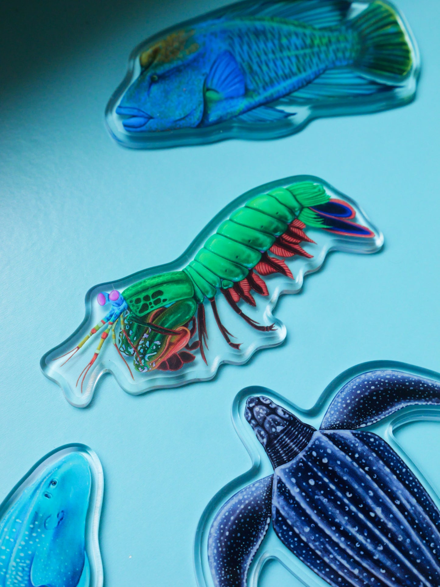 MANTIS SHRIMP FRIDGE MAGNET