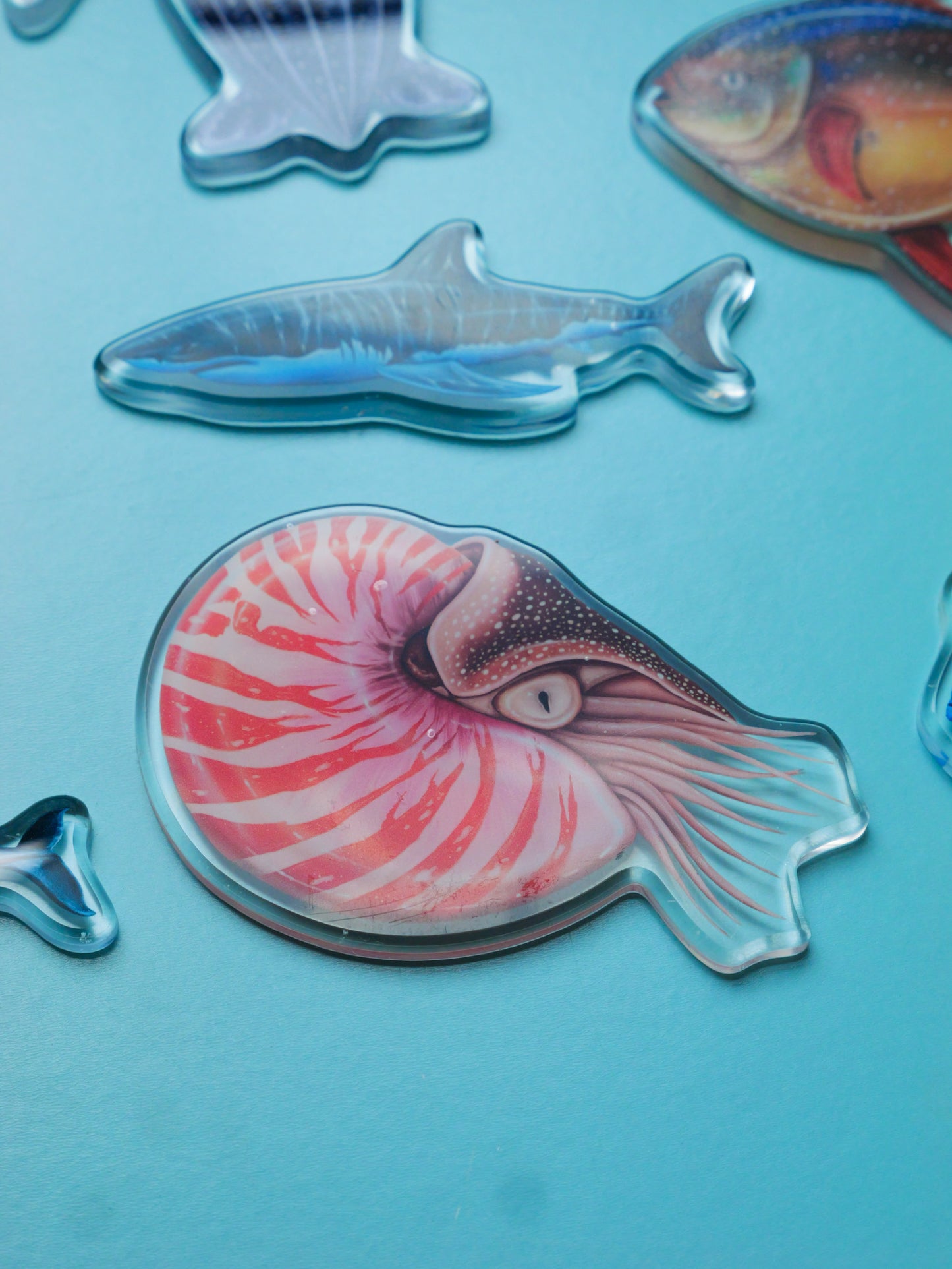 Nautilus fridge magnet held by hand Divermon Art ocean print