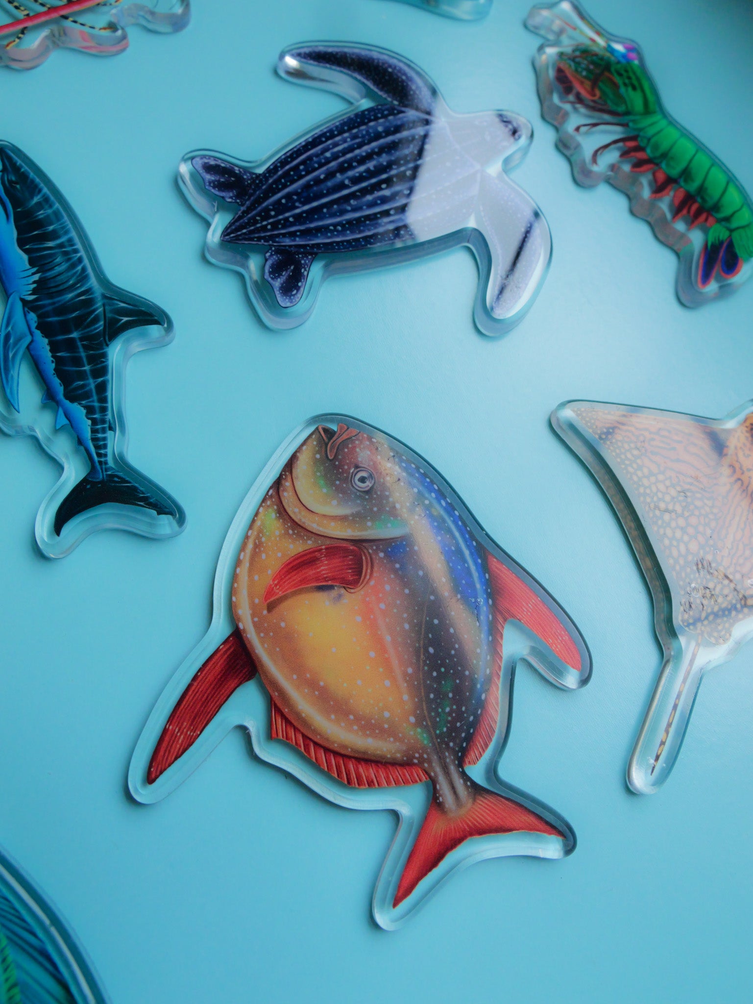 Moonfish fridge magnet held by hand Divermon Art ocean print