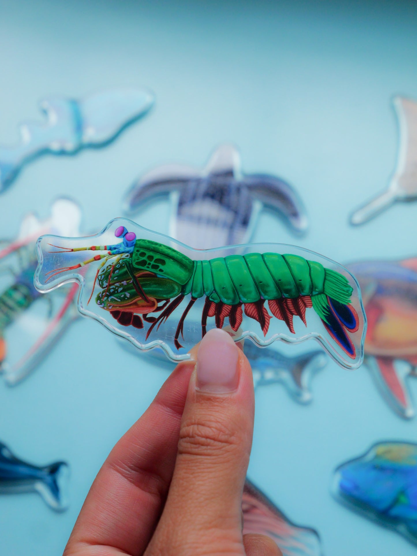 MANTIS SHRIMP FRIDGE MAGNET