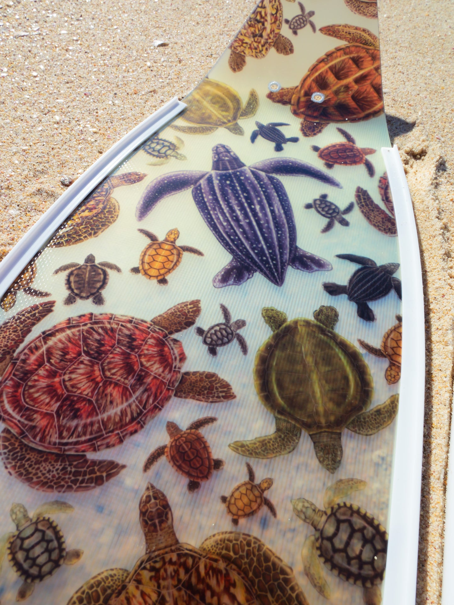 (COMING JULY) SHORT FINS TURTLE WHITE