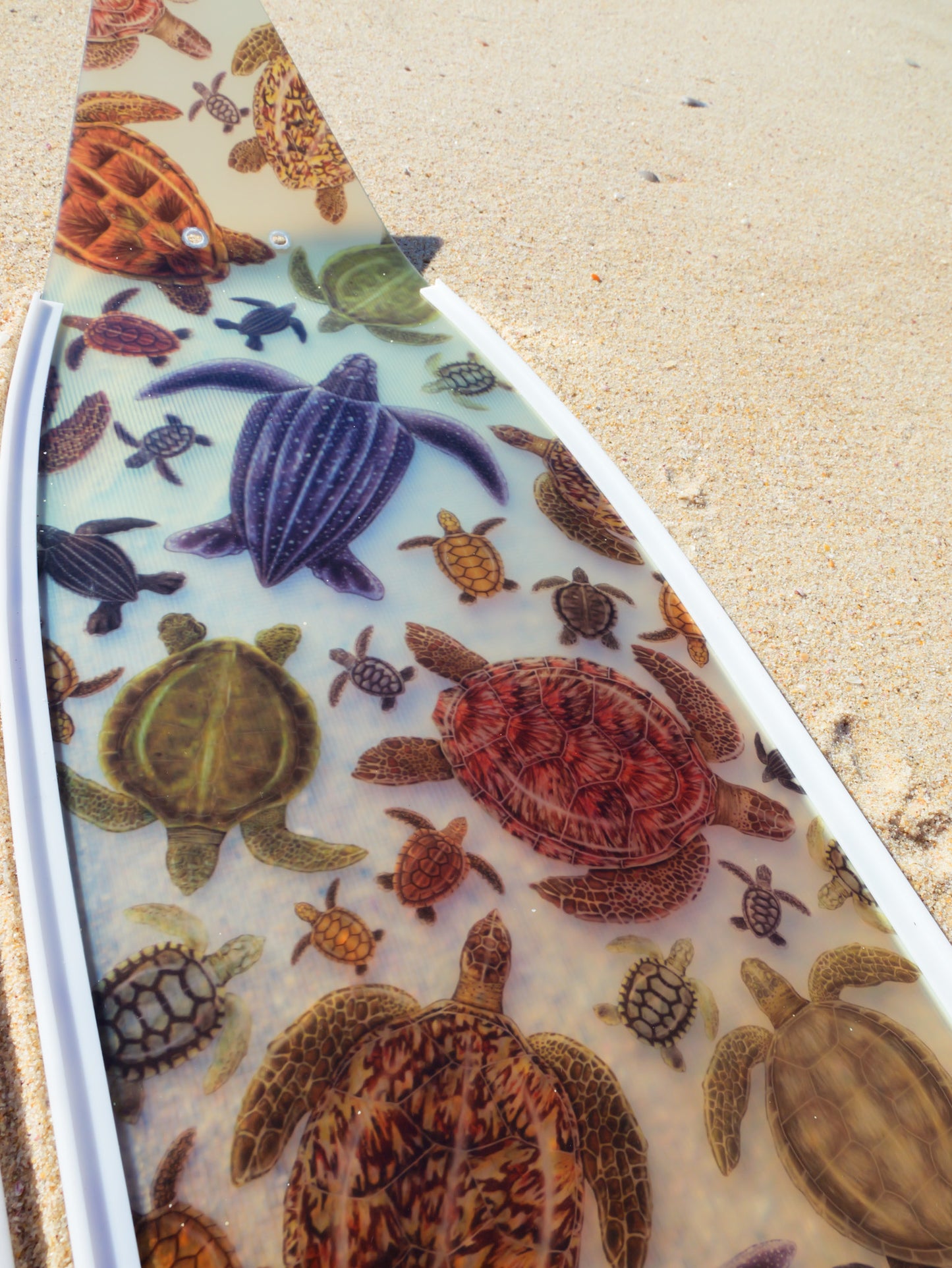 (COMING JULY) SHORT FINS TURTLE WHITE