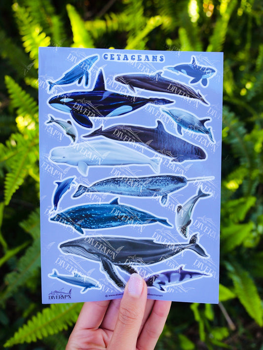 Cetaceans sticker sheet