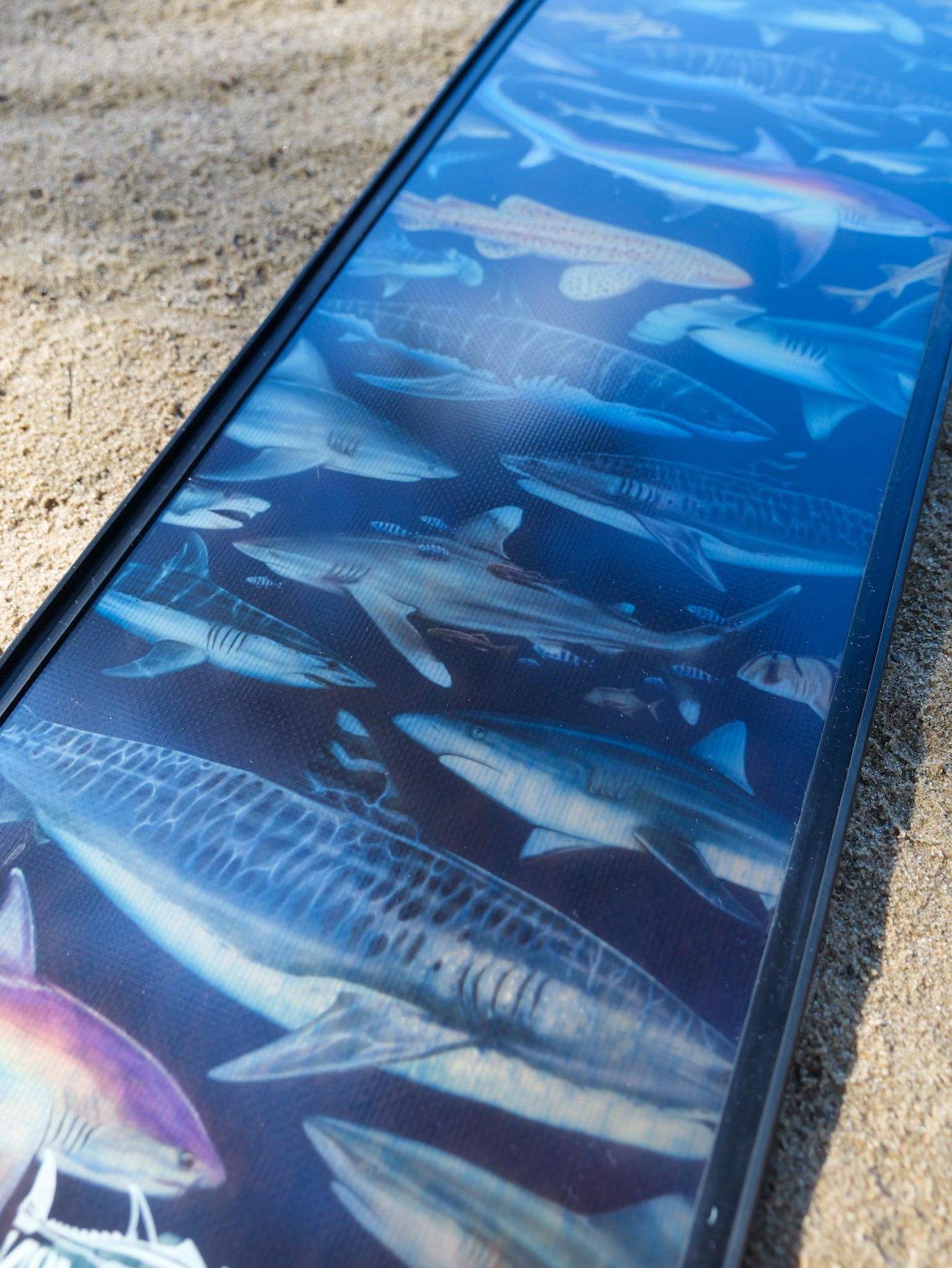 TRANSLUCENT THRESHER SHARK FREEDIVING FINS