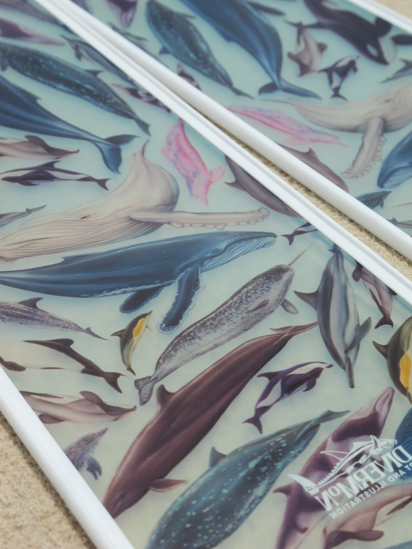 CETACEANS FREEDIVING FINS