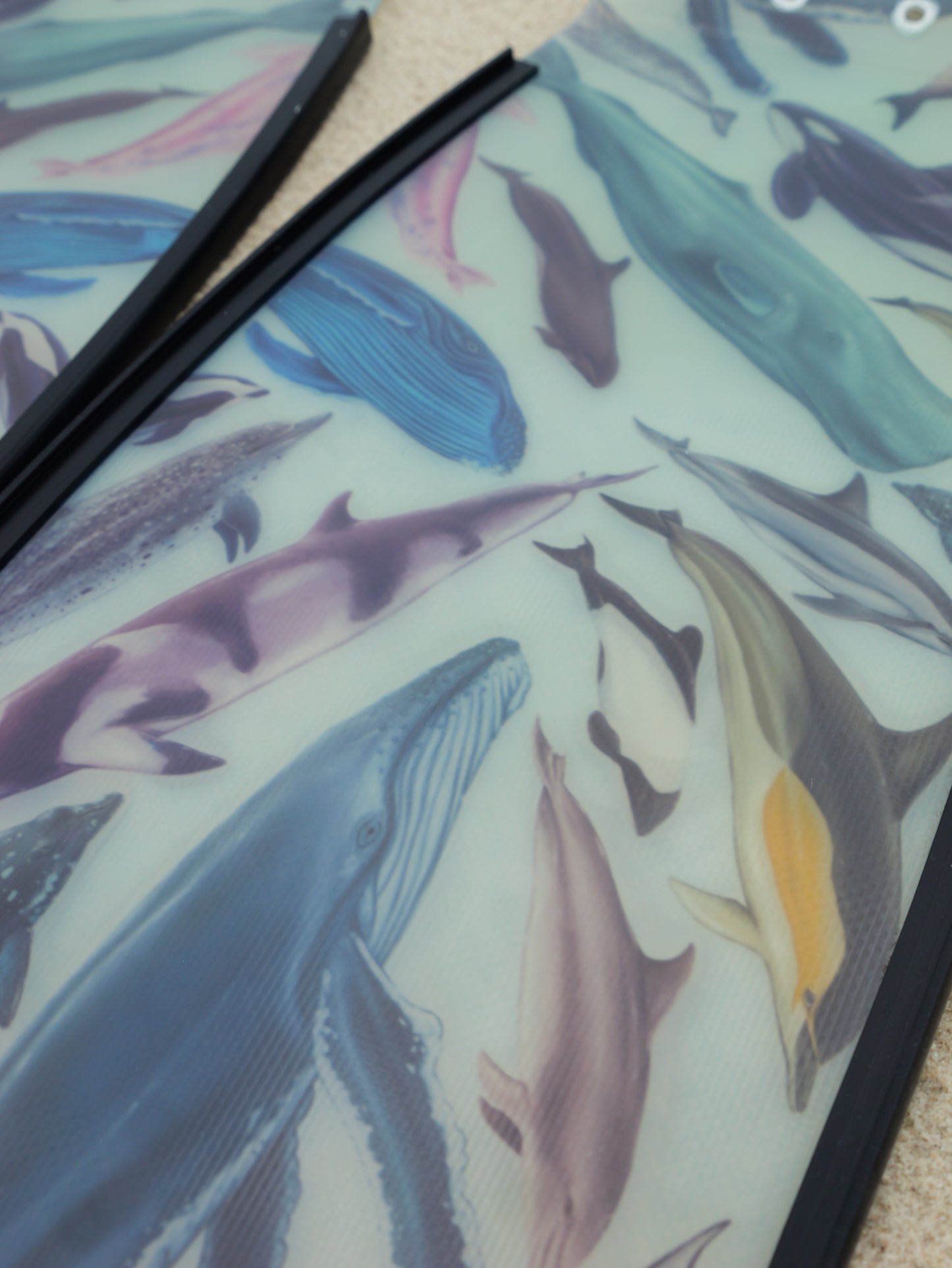 CETACEANS FREEDIVING FINS