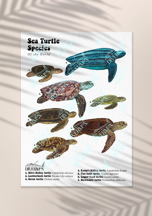 SEA TURTLE SPECIES PRINT