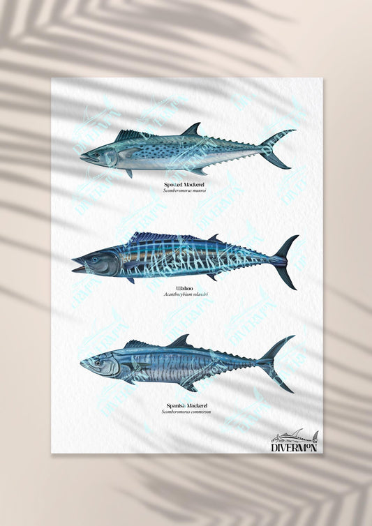 WAHOO + MACKEREL PRINT