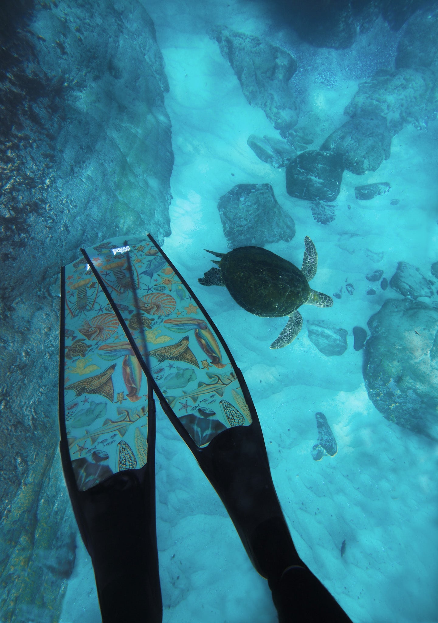Person wearing colourful freediving fins underwater with a turtle nearby