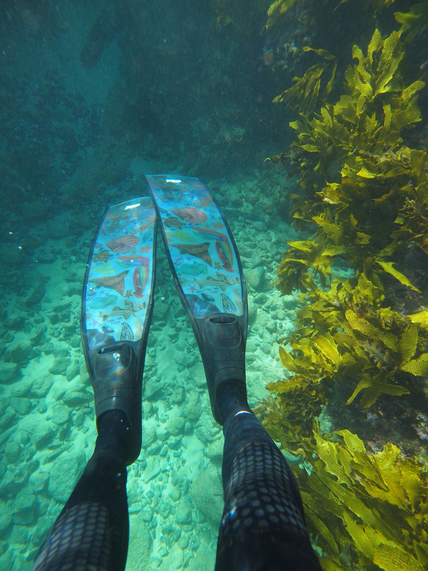 Freediver diving fins underwater with seaweed featuring divermon rainbow design