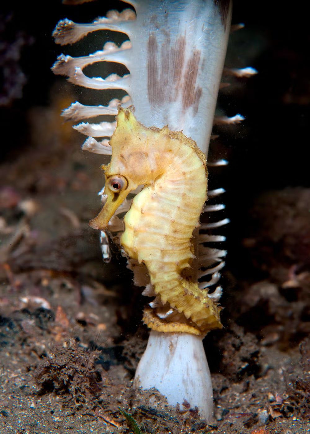 A small white's seahorse clinging to a white coral or sea plant in a dark underwater setting with sandy seabed visible below.

Photograph by David Harasti 